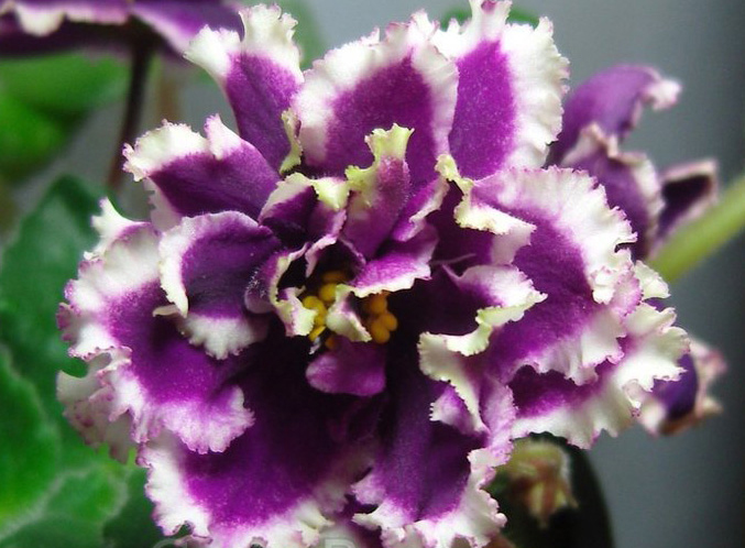 ЕК Малахитовая Орхидея
